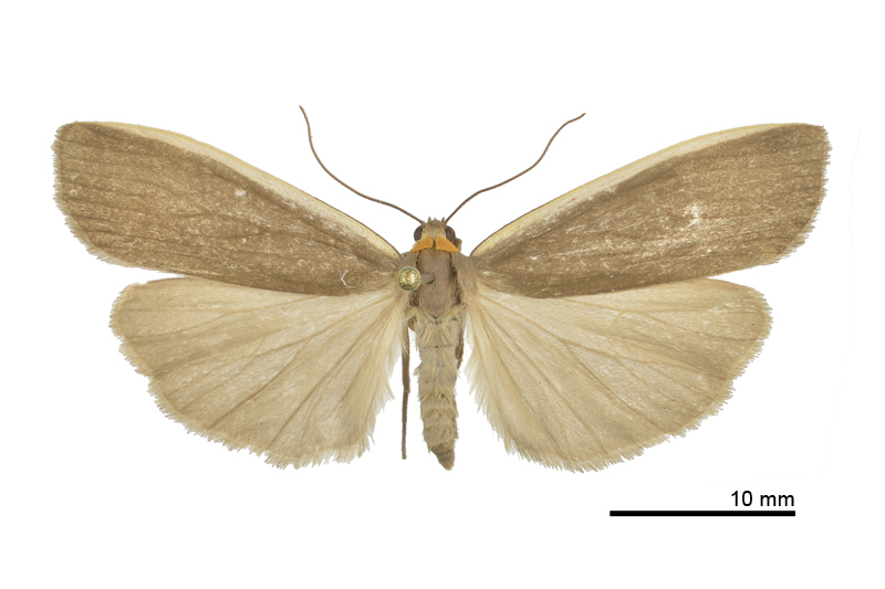 Ghoria bani Female